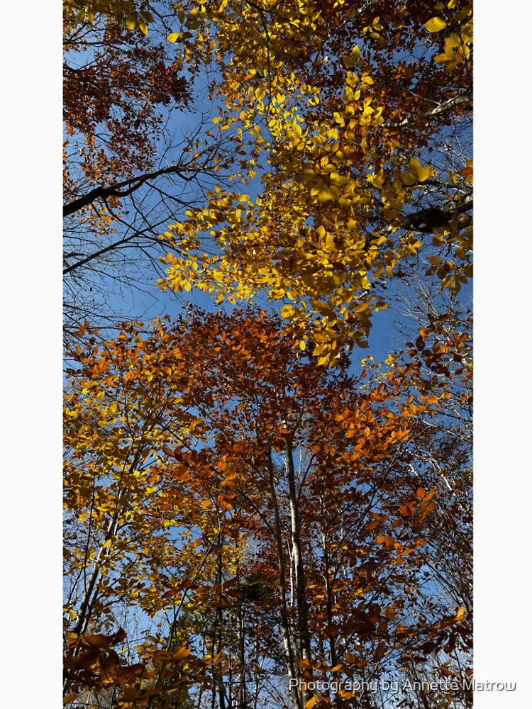 Autumn Leaves by Photography by Annette Matrow