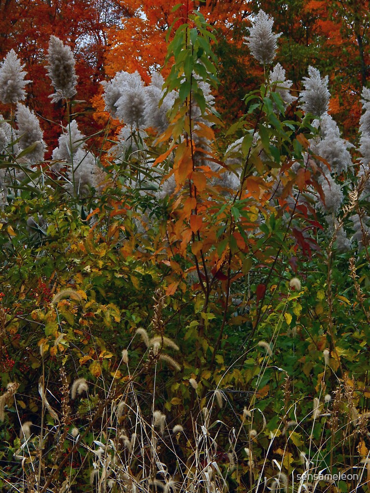 Fall Colors (1417) by sensameleon